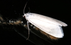 Scirpophaga