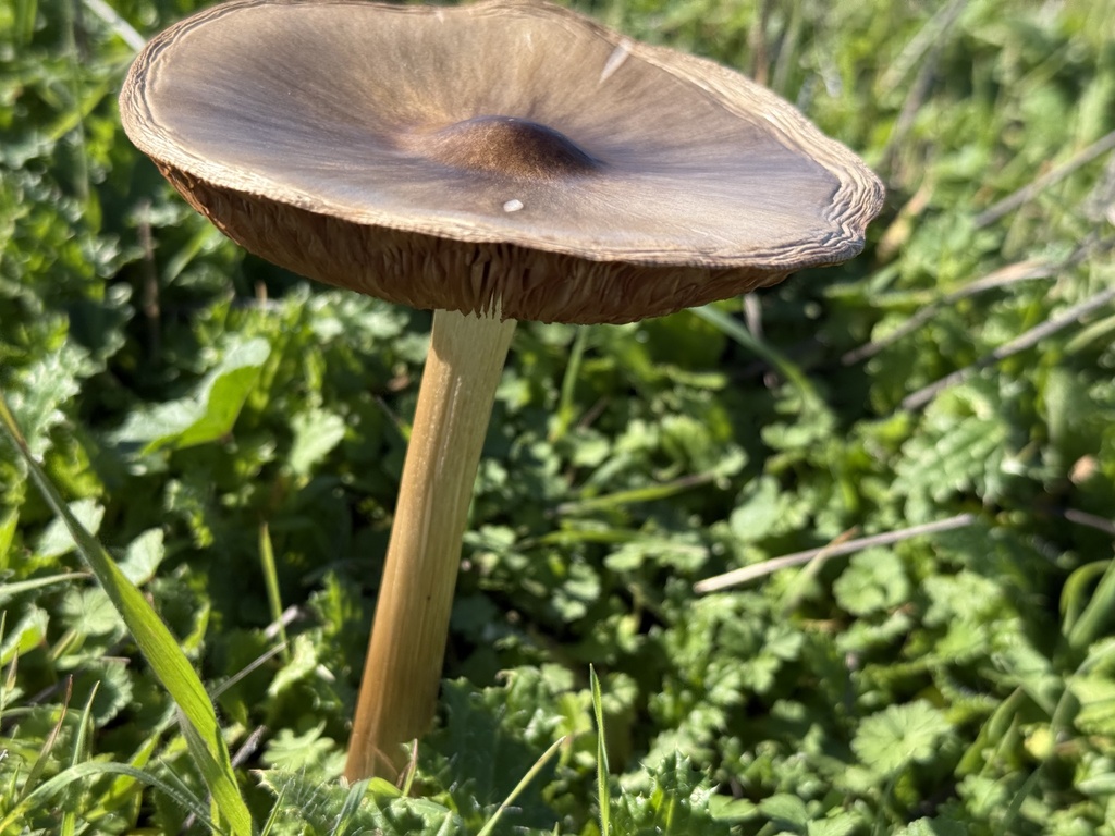 Volvopluteus gloiocephalus · January 2026 · photo: © rappman (iNaturalist, cc-by)