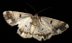 Hypomecis externaria