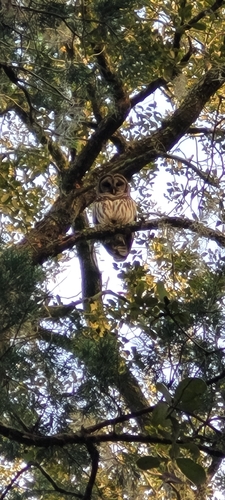 View observation of {o.common_name} on iNaturalist