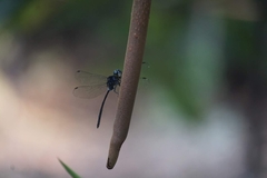 Pornothemis starrei