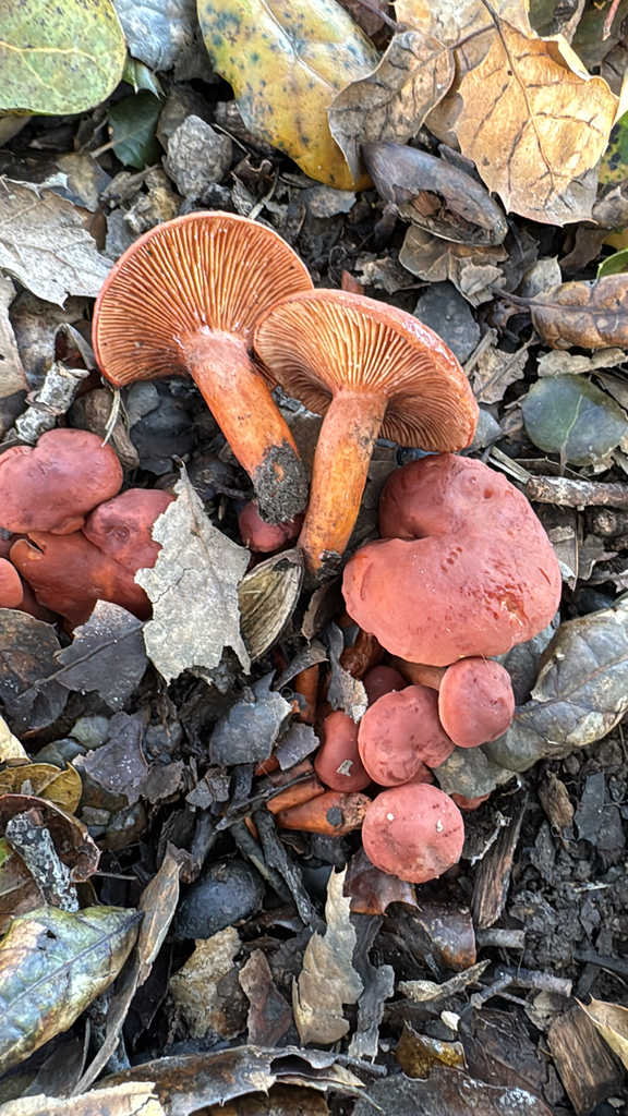 Lactarius rufulus · January 2026 · photo: © natureenthusiast_elle (iNaturalist, cc-by-nc)