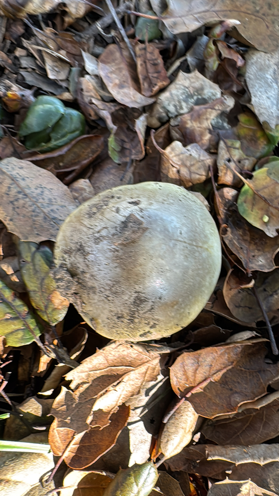 Amanita phalloides · January 2026 · photo: © natureenthusiast_elle (iNaturalist, cc-by-nc)