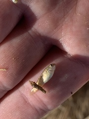 Cyprinodon nevadensis amargosae