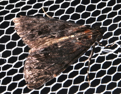 Araeopaschia demotis