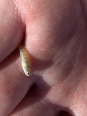 Cyprinodon nevadensis amargosae