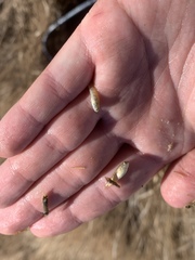 Cyprinodon nevadensis amargosae