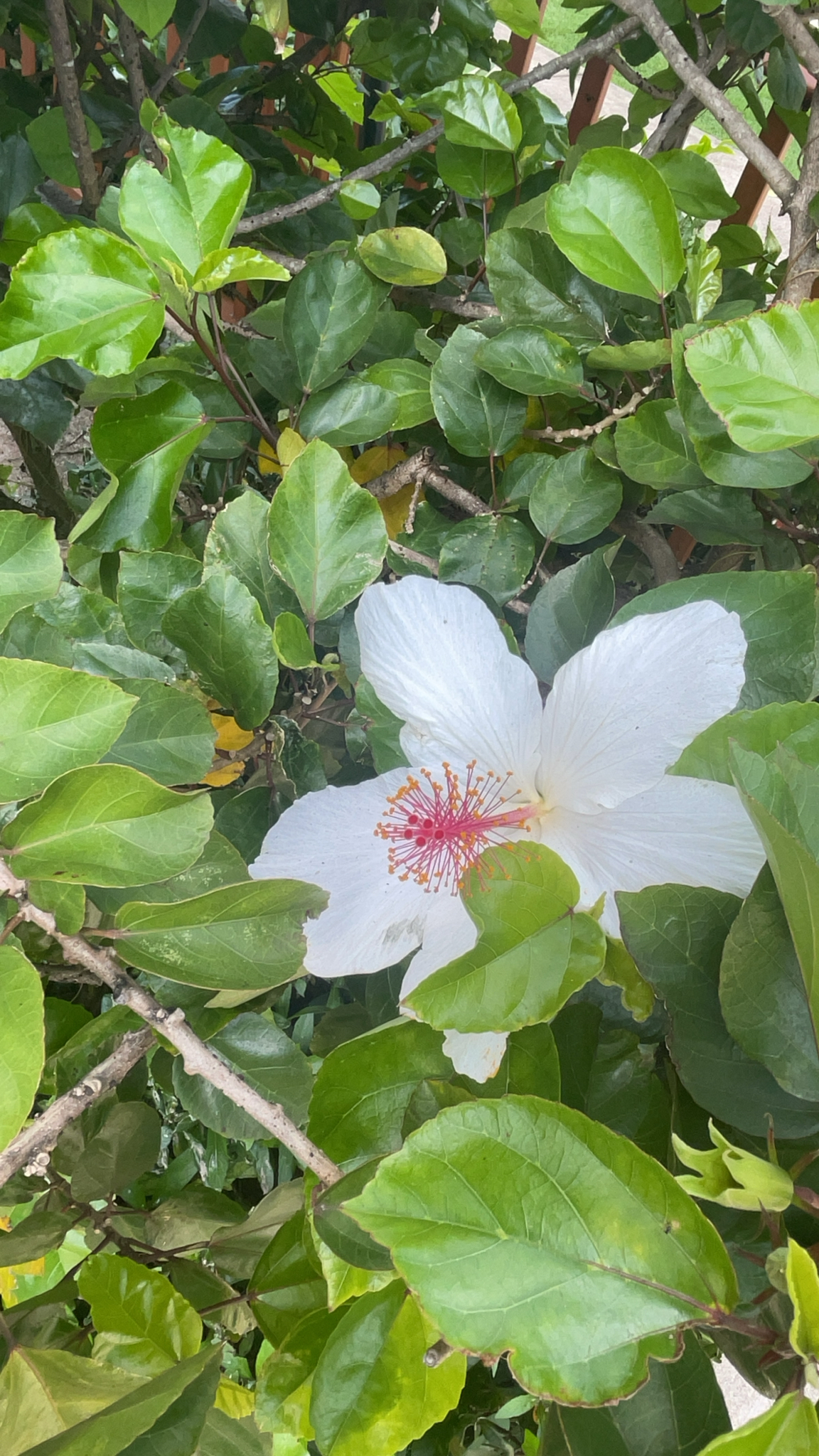 Imagem de Hibisco