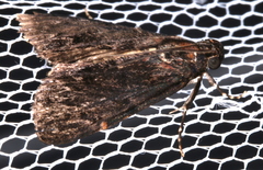 Araeopaschia demotis