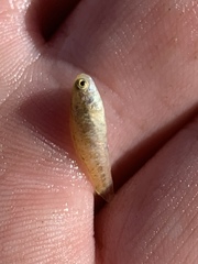 Cyprinodon nevadensis amargosae