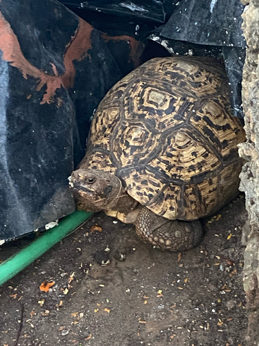 Stigmochelys pardalis