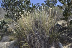 Capeochloa