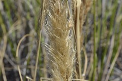Capeochloa