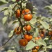 Solanum tomentosum - Photo (c) Jan-Hendrik Keet, algunos derechos reservados (CC BY-NC), uploaded by Jan-Hendrik Keet