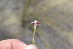 Lachnaea uniflora