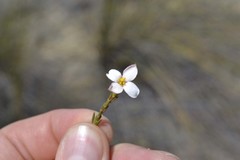 Lachnaea uniflora