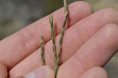 Lachnaea uniflora