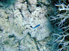 Larabicus quadrilineatus