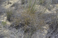 Lachnaea uniflora