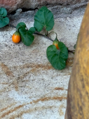 Lycianthes repens