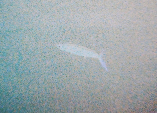 Hemiramphus depauperatus observed 2025-11-20