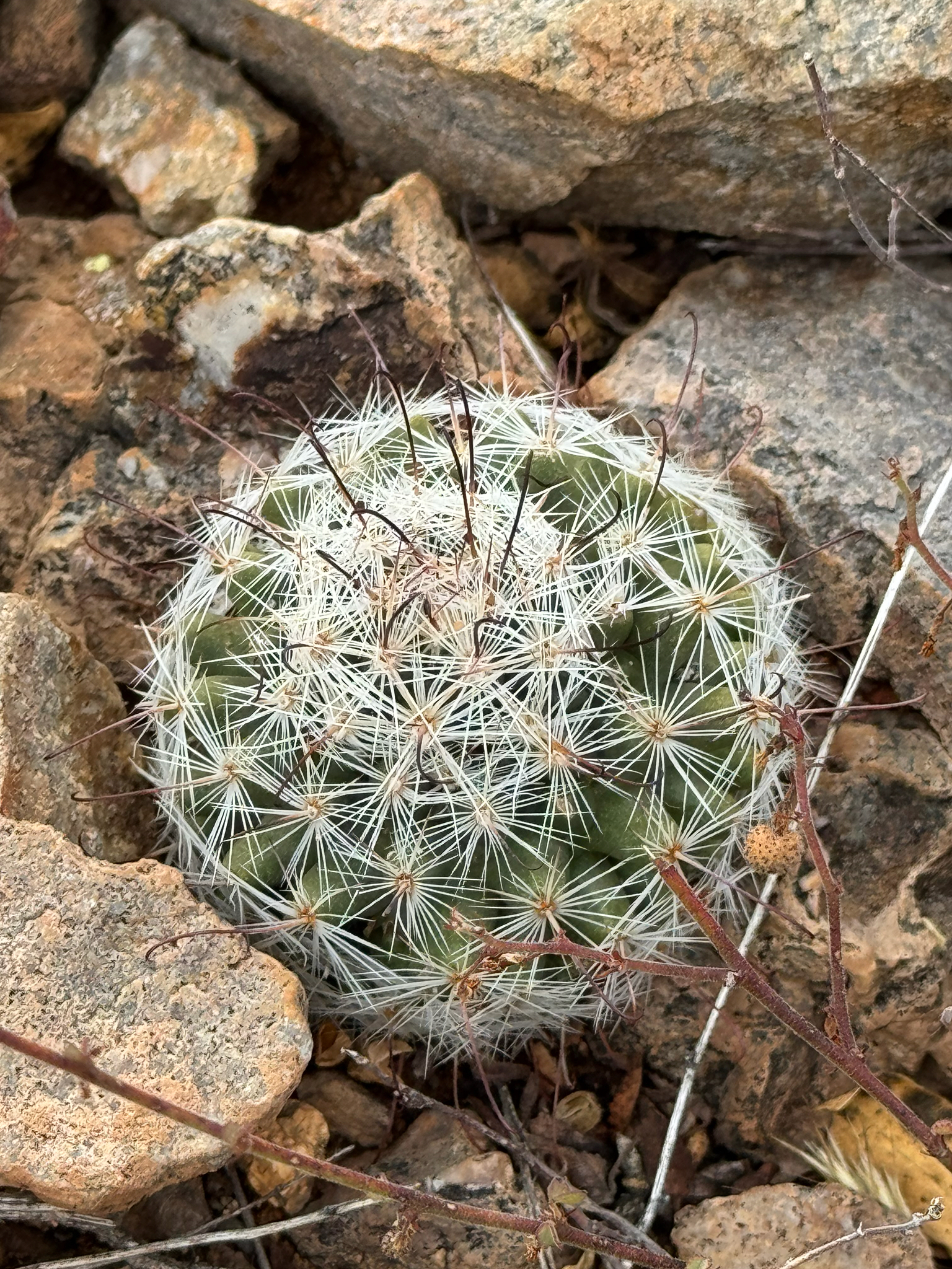Green-Flowered Pincushion Cactus (Cochemiea barbata)