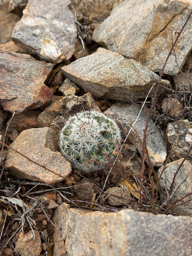 Cochemiea barbata, photograph 5