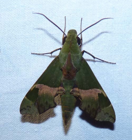 Southern Dark-green Hawkmoth