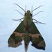 Southern Dark-green Hawkmoth - Photo (c) geetha iyer, some rights reserved (CC BY-NC), uploaded by geetha iyer