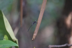 Pornothemis starrei