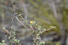 Aspalathus juniperina