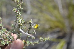 Aspalathus juniperina