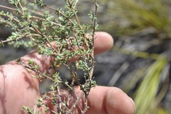 Aspalathus juniperina