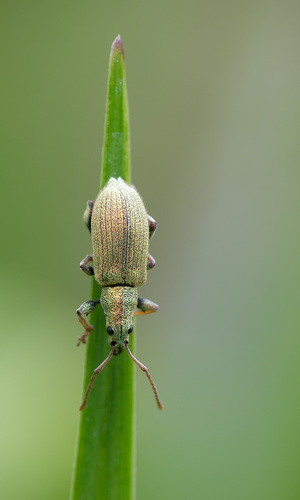 Silver-green leaf weevil, photo 5 of 10