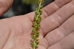 Agathosma stipitata
