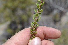 Agathosma stipitata