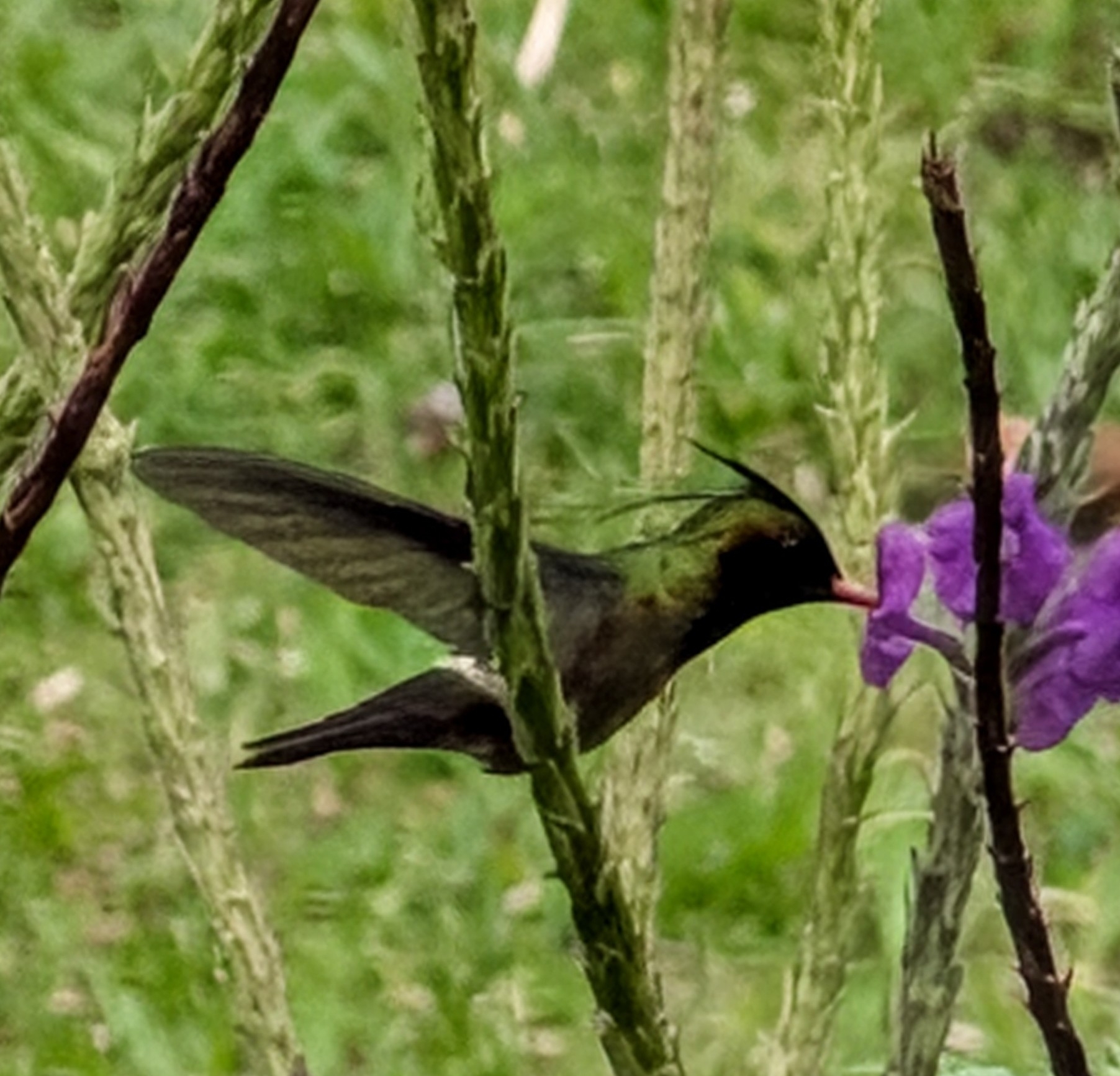 Black-crested Coquette (Lophornis helenae), photo 3