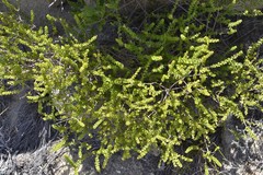 Agathosma stipitata