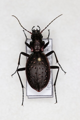 Carabus irregularis irregularis