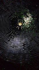 Eriophora