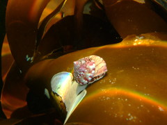 Calliostoma zizyphinum