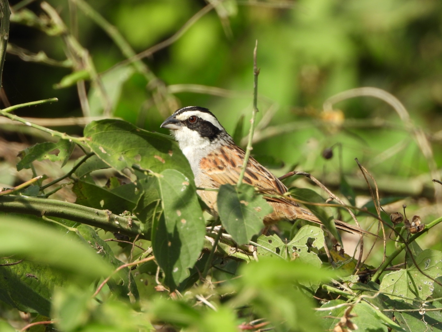 Stripe-headed Sparrow (Peucaea ruficauda), photo 1