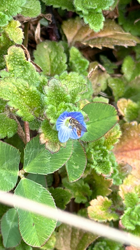Unknown species found near Horse Shoe Farm Dr, Hendersonville, NC, US
