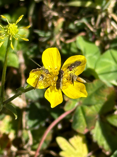 Unknown species found near Horse Shoe Farm Dr, Hendersonville, NC, US