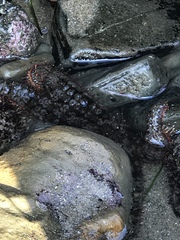 Astrometis sertulifera