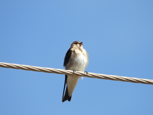 Northern Rough-winged Swallow (Stelgidopteryx serripennis)