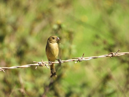 Cinnamon-rumped Seedeater (Sporophila torqueola), photo 4