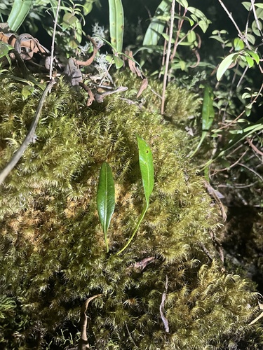 Elaphoglossum gayanum, 2026-01-03