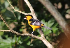 Icterus gularis
