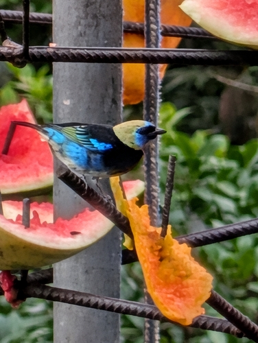 Golden-hooded Tanager (Stilpnia larvata), photo 2